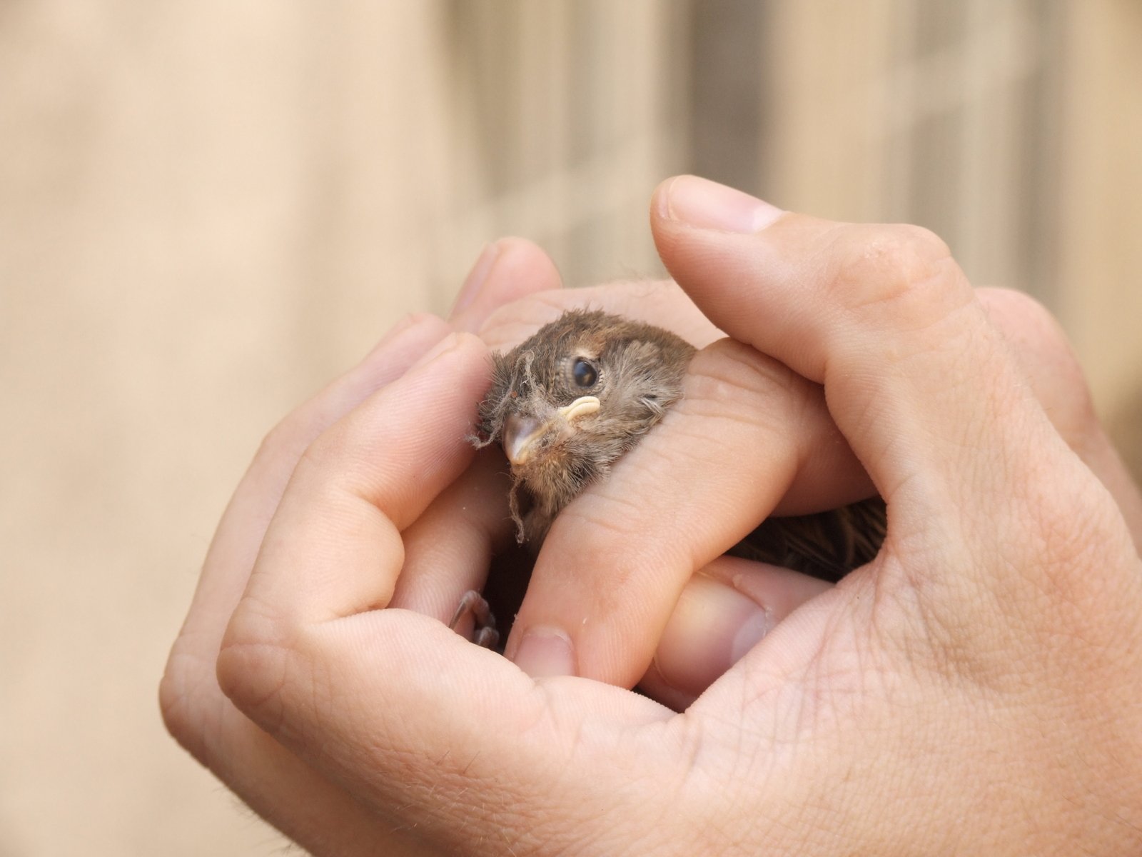 the hand holds an injured bird in it's palm