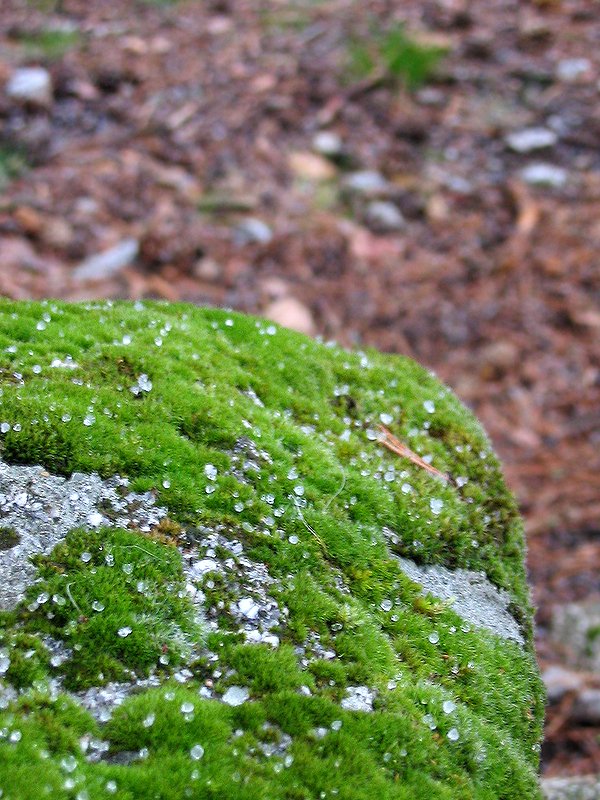 moss growing on top of rocks in the woods