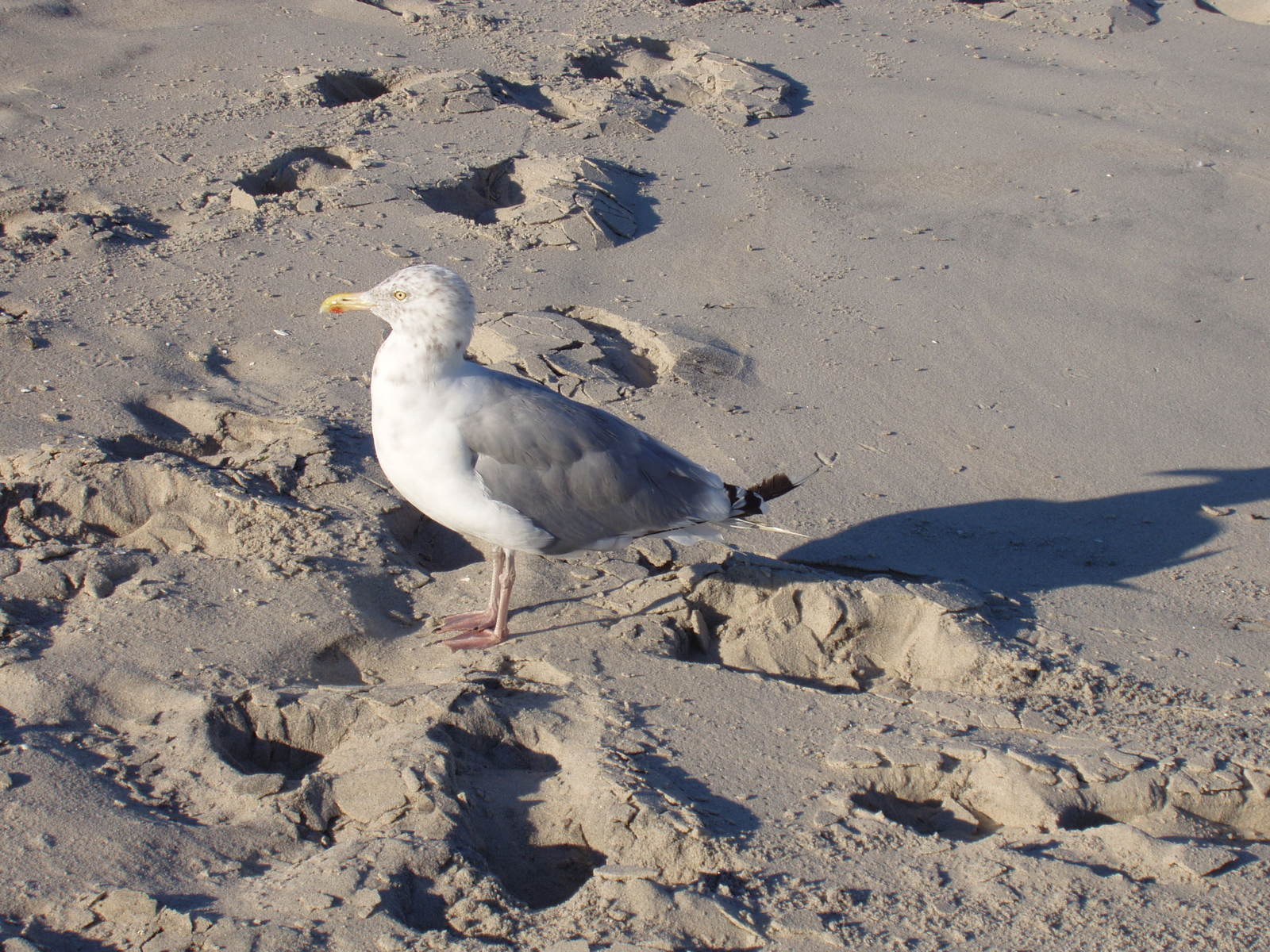 a bird standing on the beach and looking down