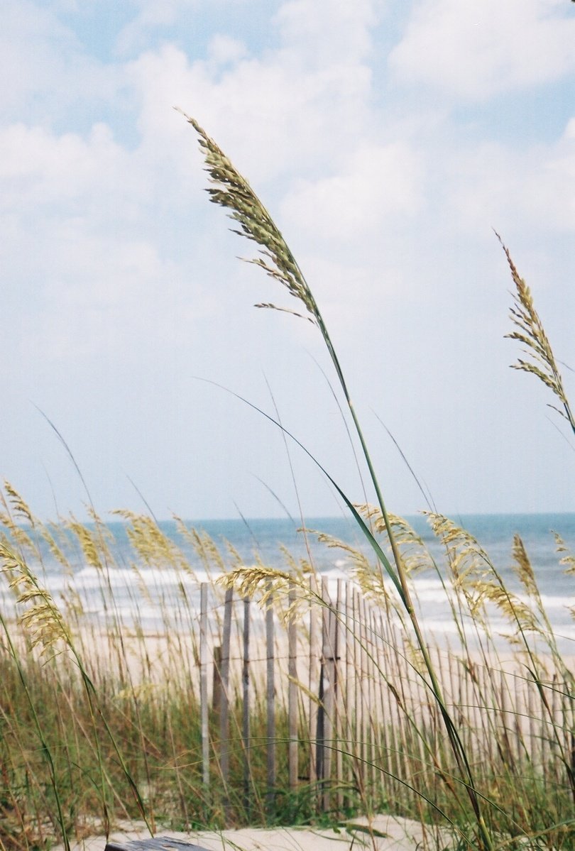 reeds blowing in the wind near a beach