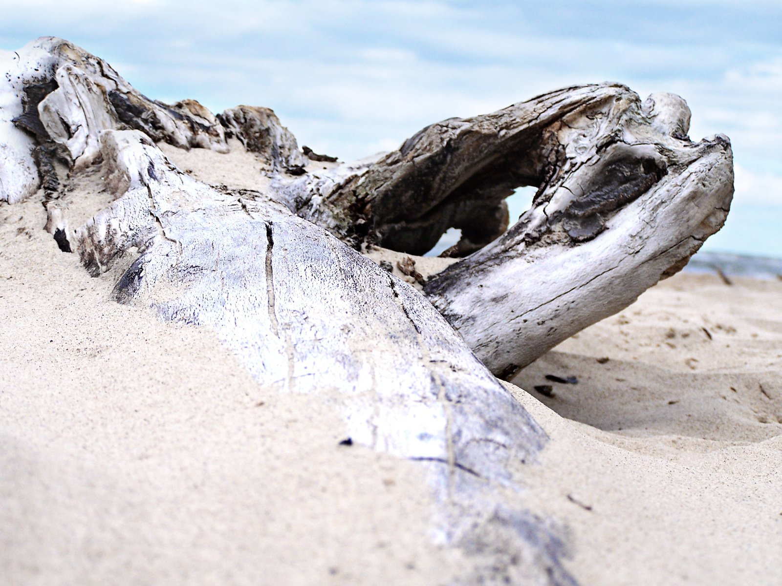 a drift wood is laying on top of a sandy beach