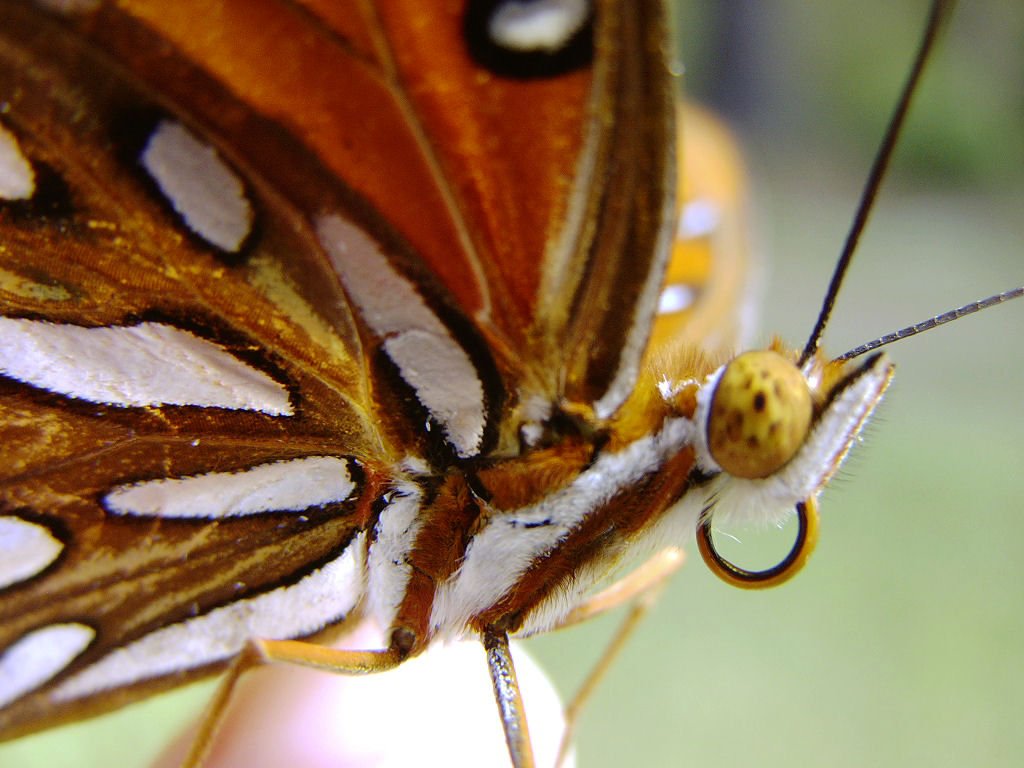 the insect is resting on the person's finger