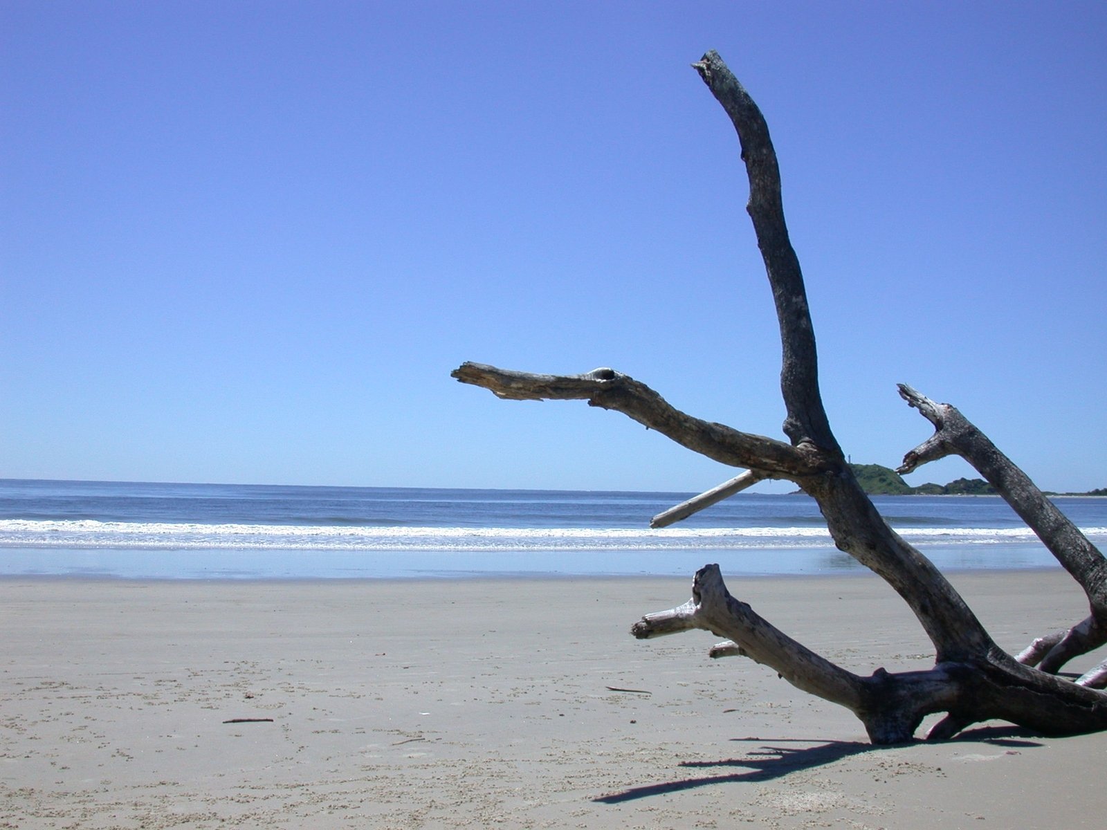 driftwood on the sand at a beach