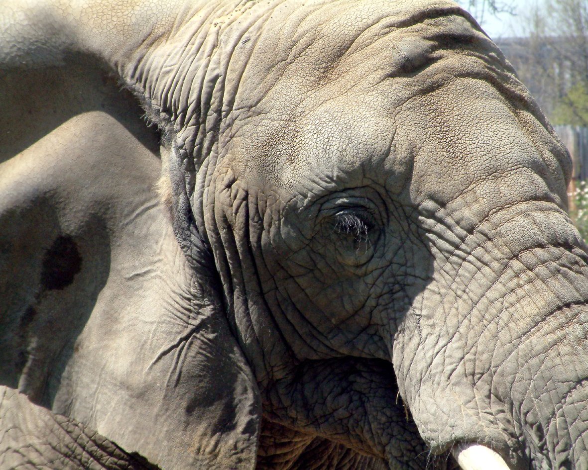 a close up of an elephant's face, with trees in the background