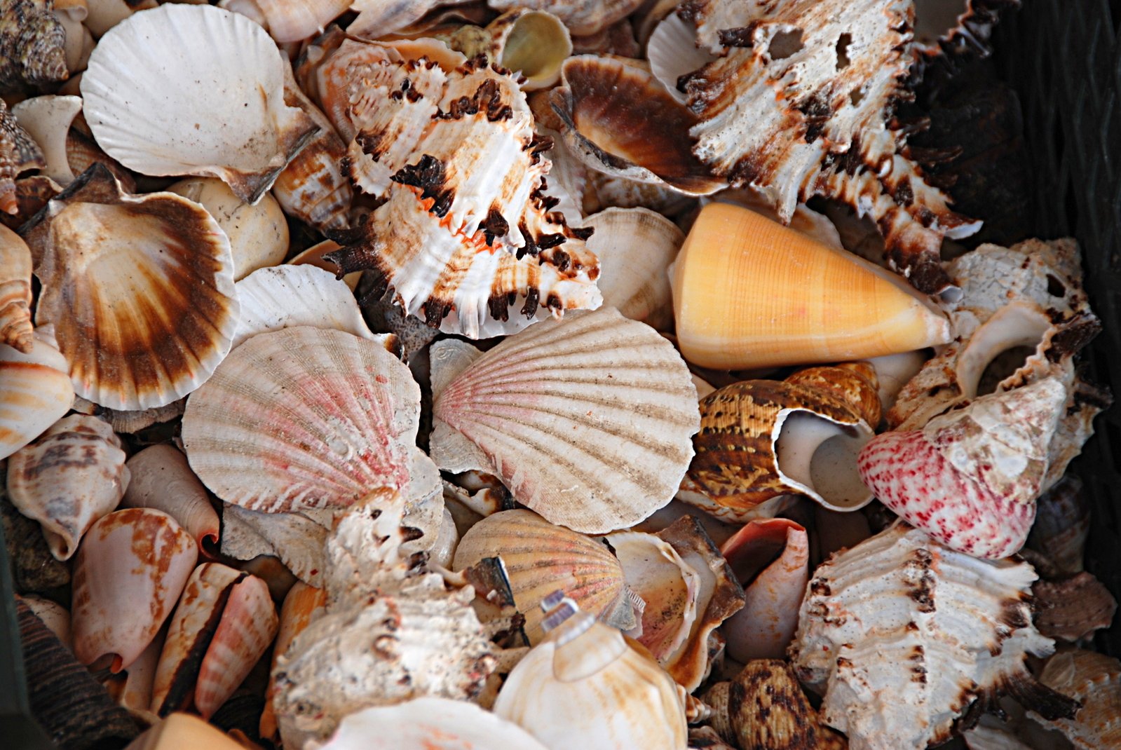 sea shells on the bottom of an ocean bed