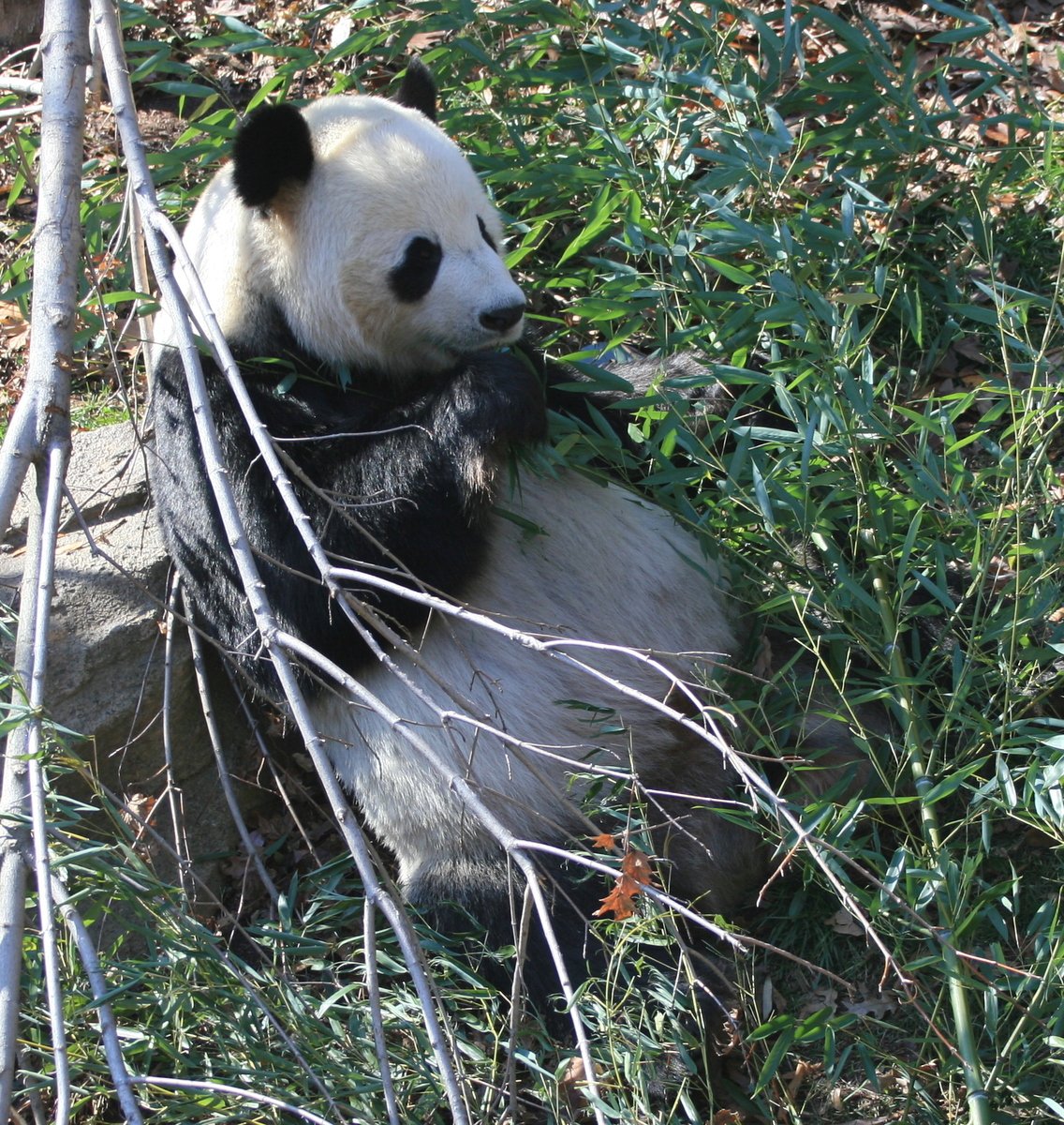 a panda bear sitting next to a pile of rocks and grass