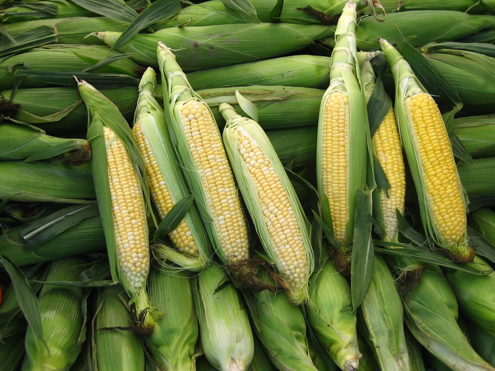 a bunch of corn on a pile of green leafy stalks