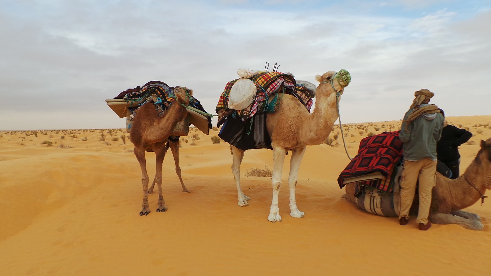 two men are riding on camels in the desert