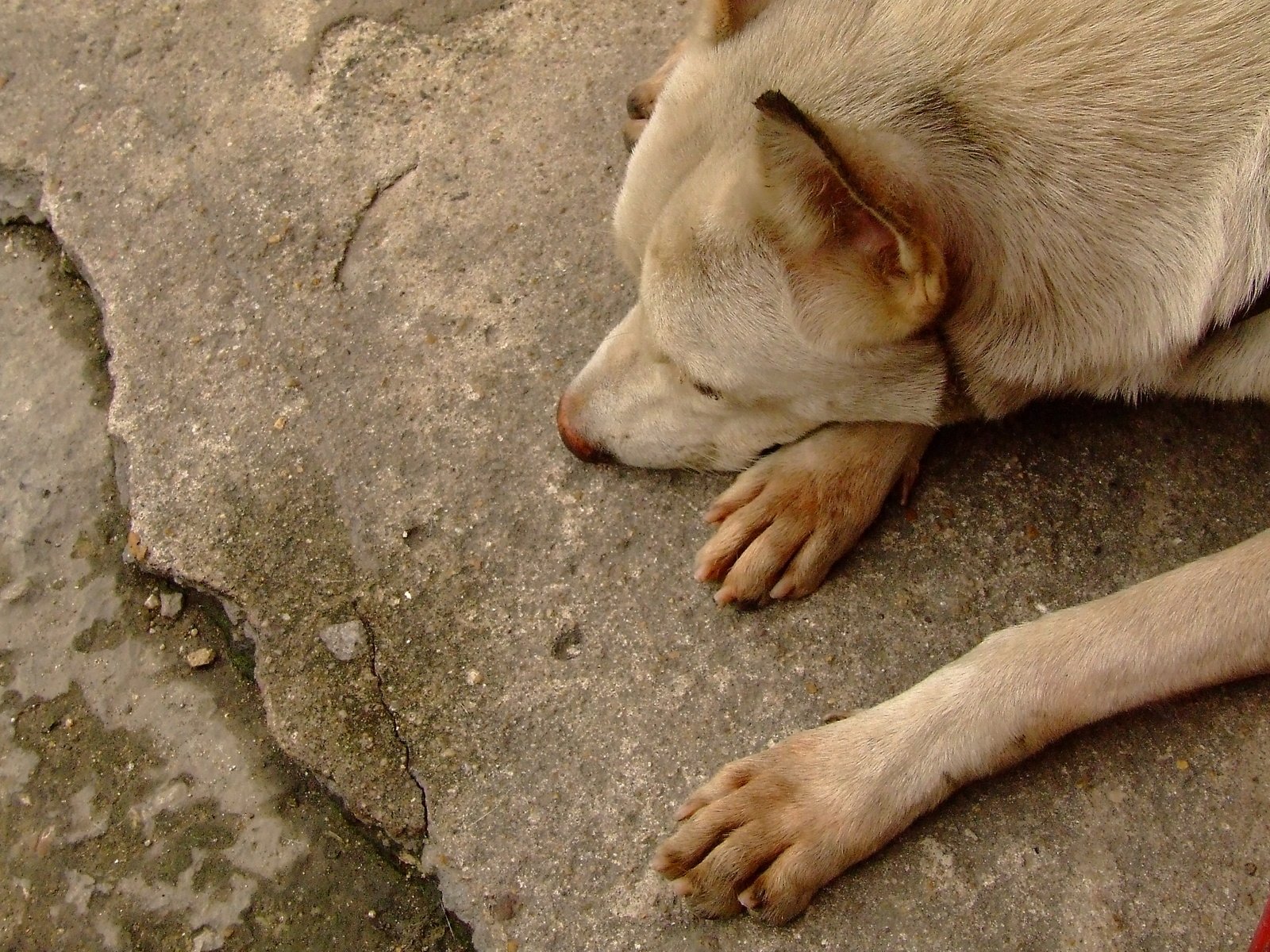 a dog lays on the ground by a large rock