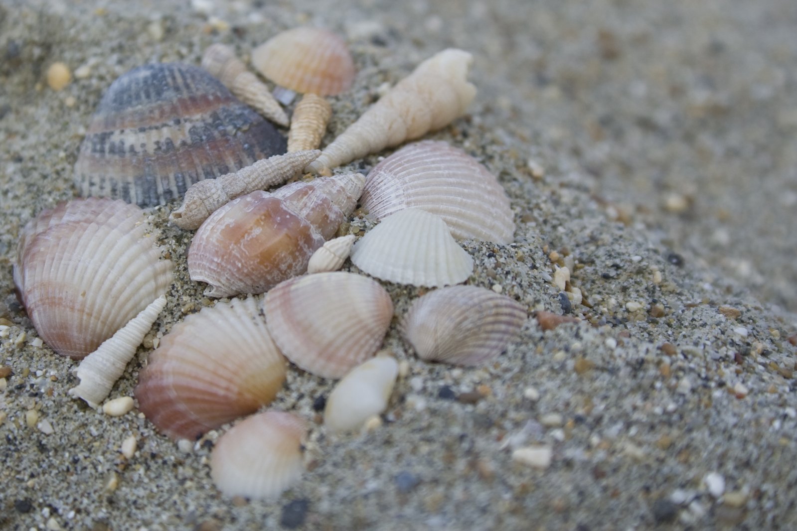 there are some shells that have washed up on the beach