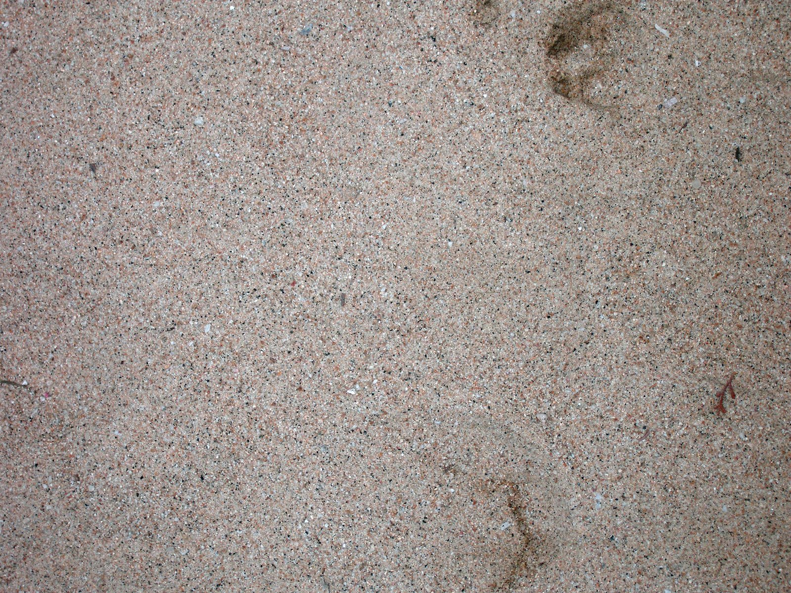 a small animal footprints left in the sand