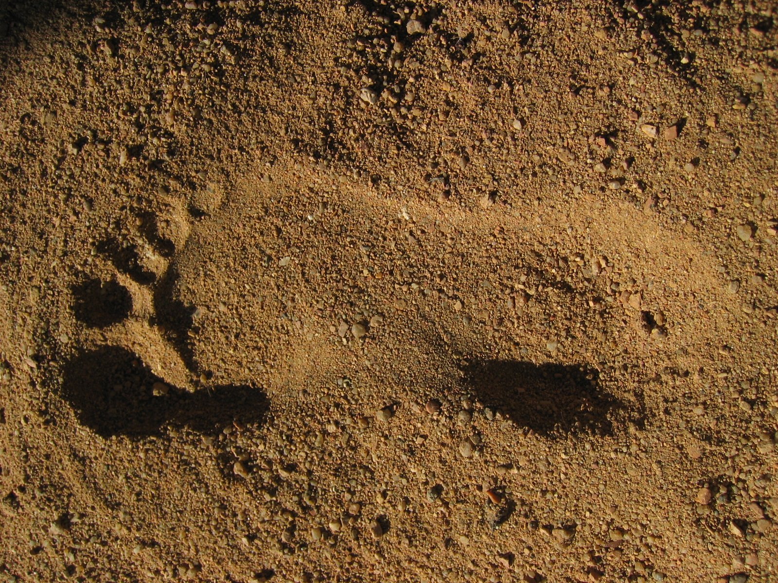 dog footprints on sand near ground with no one