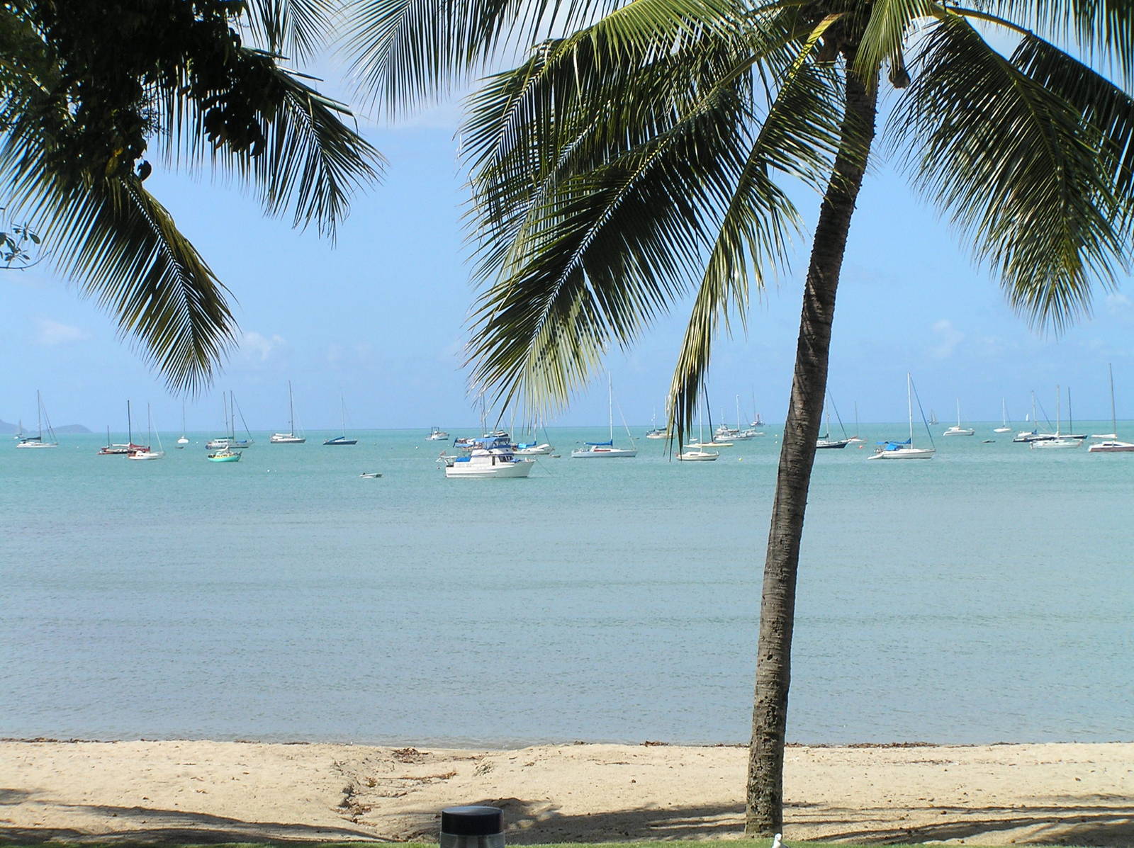 a palm tree with boats in the distance