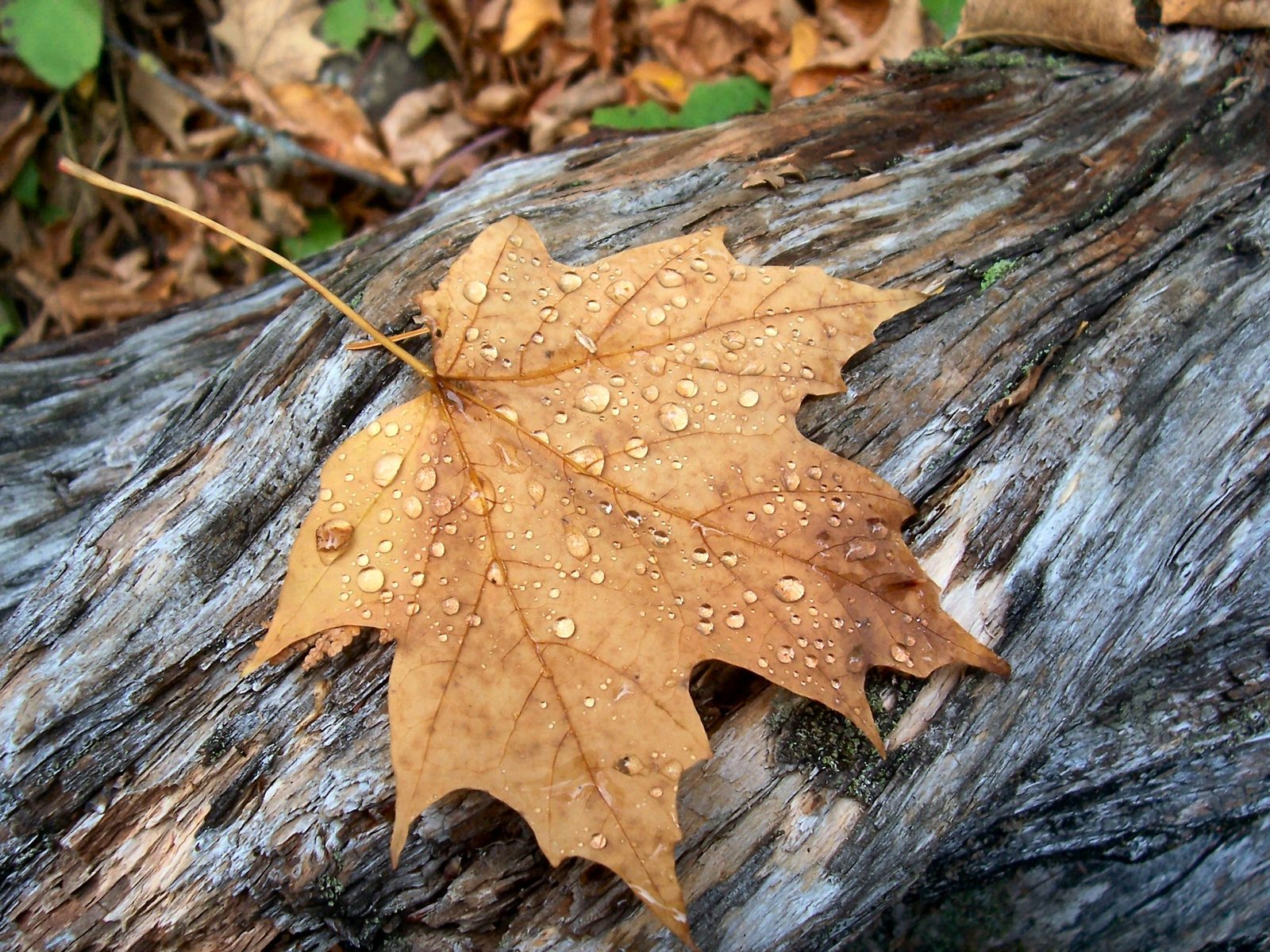 a fallen leaf rests on a fallen tree trunk