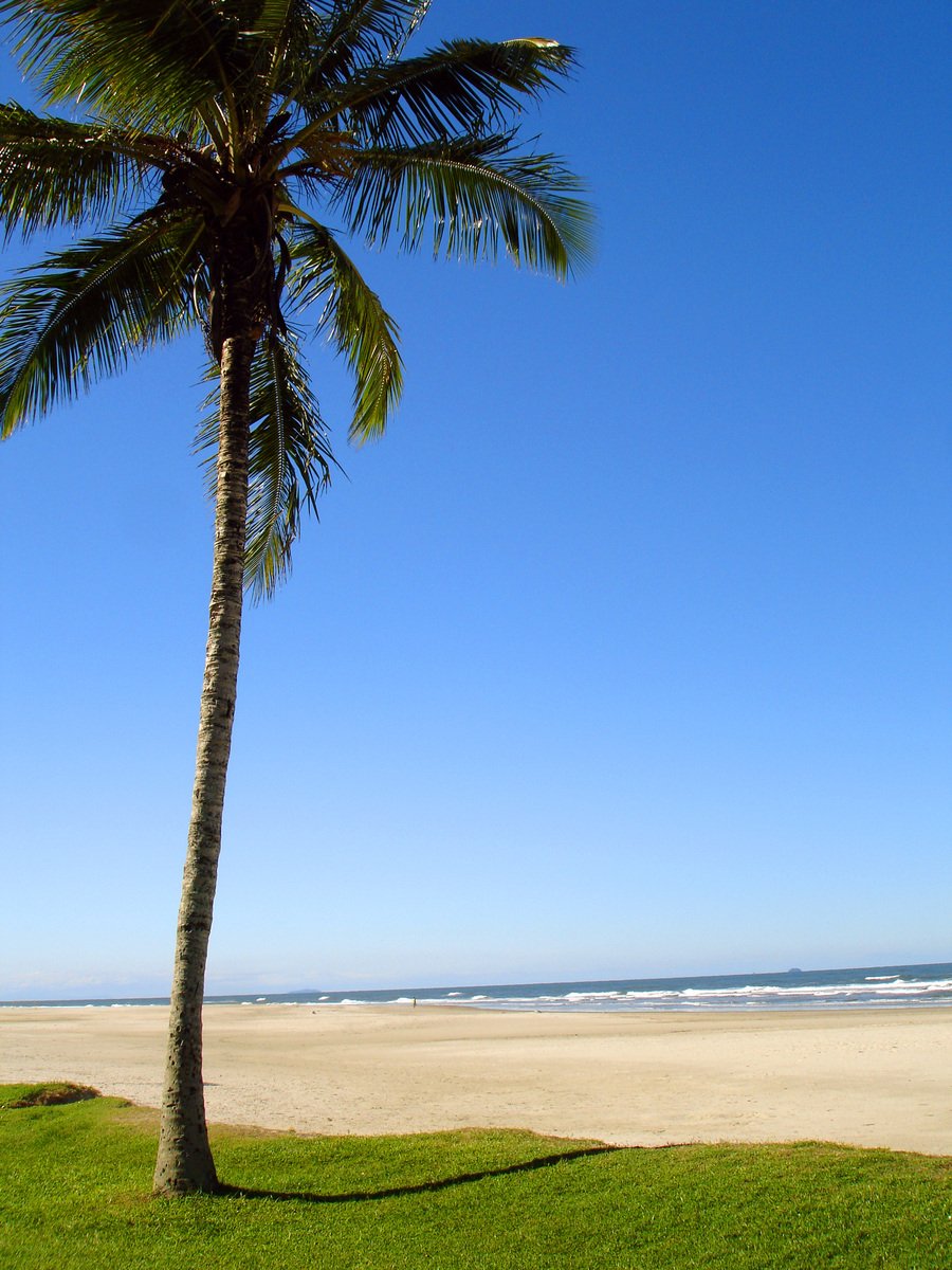 a large palm tree is on the beach