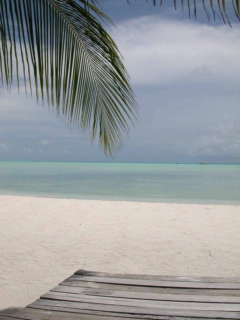 beach view, from a wood bench near a palm tree