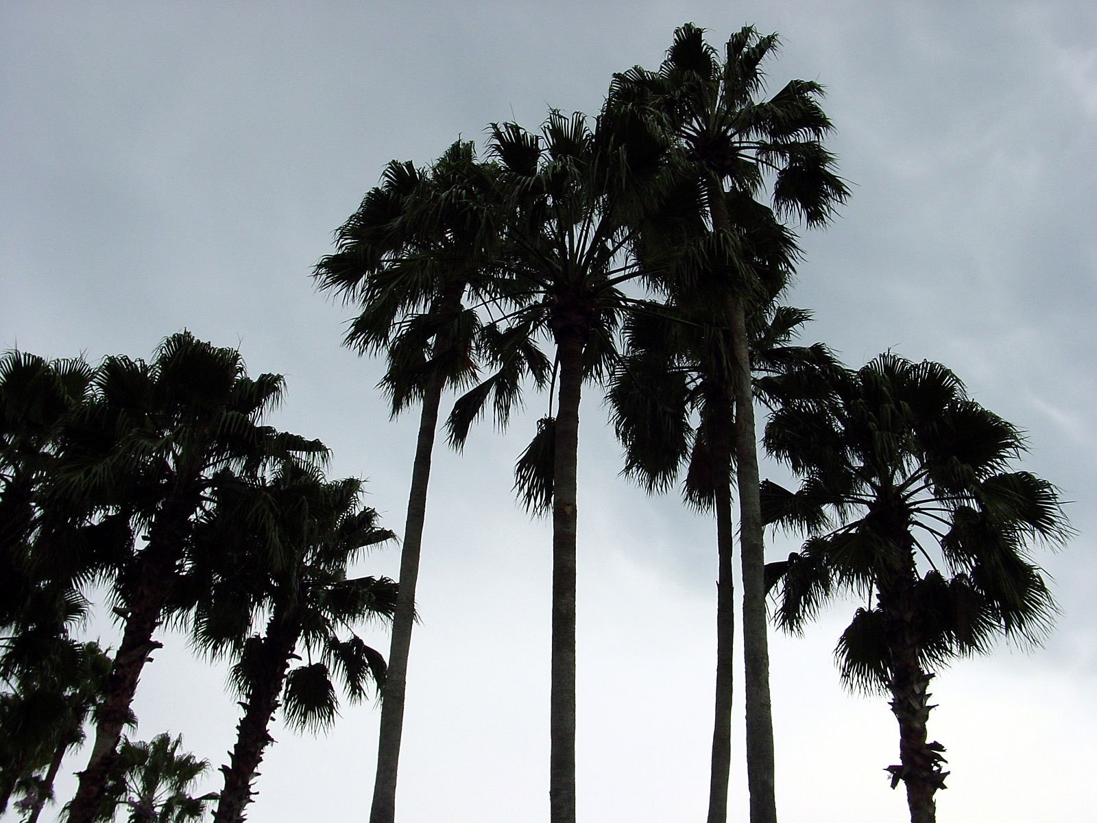 a group of palm trees on the side of the road