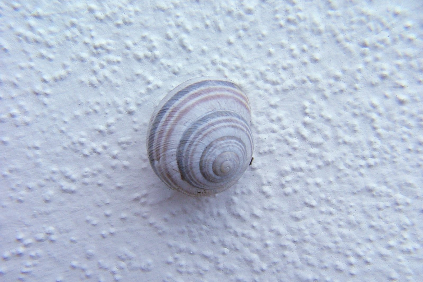 a small white shell on some white sand