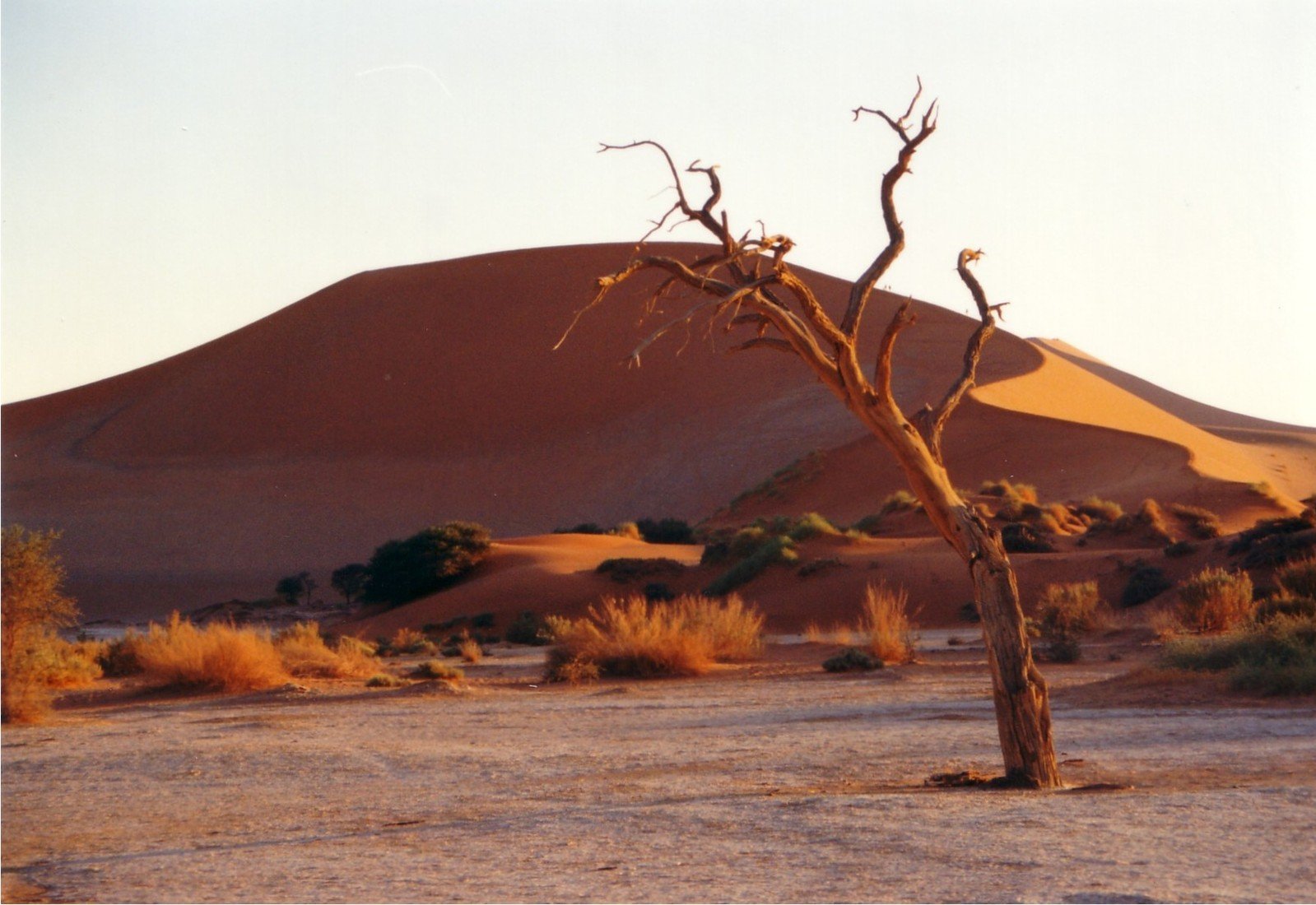 a barren tree in a desert area with a mountain in the background