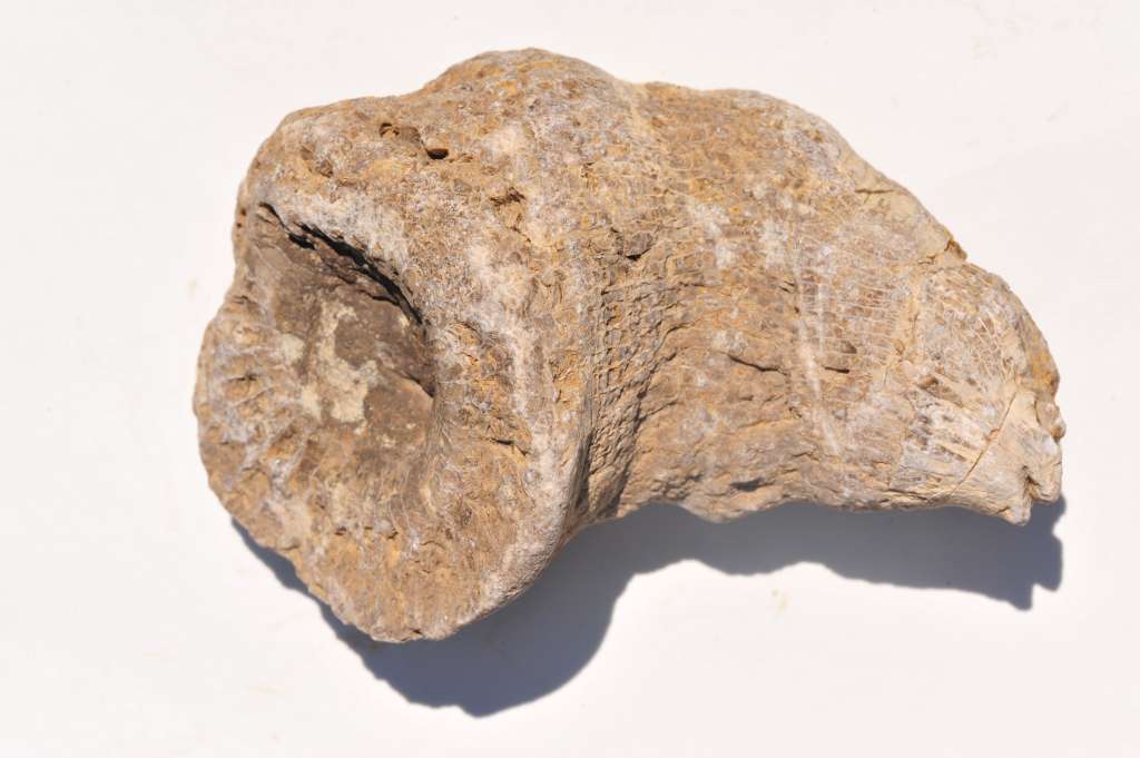 a rock sits on a white surface with its shadow