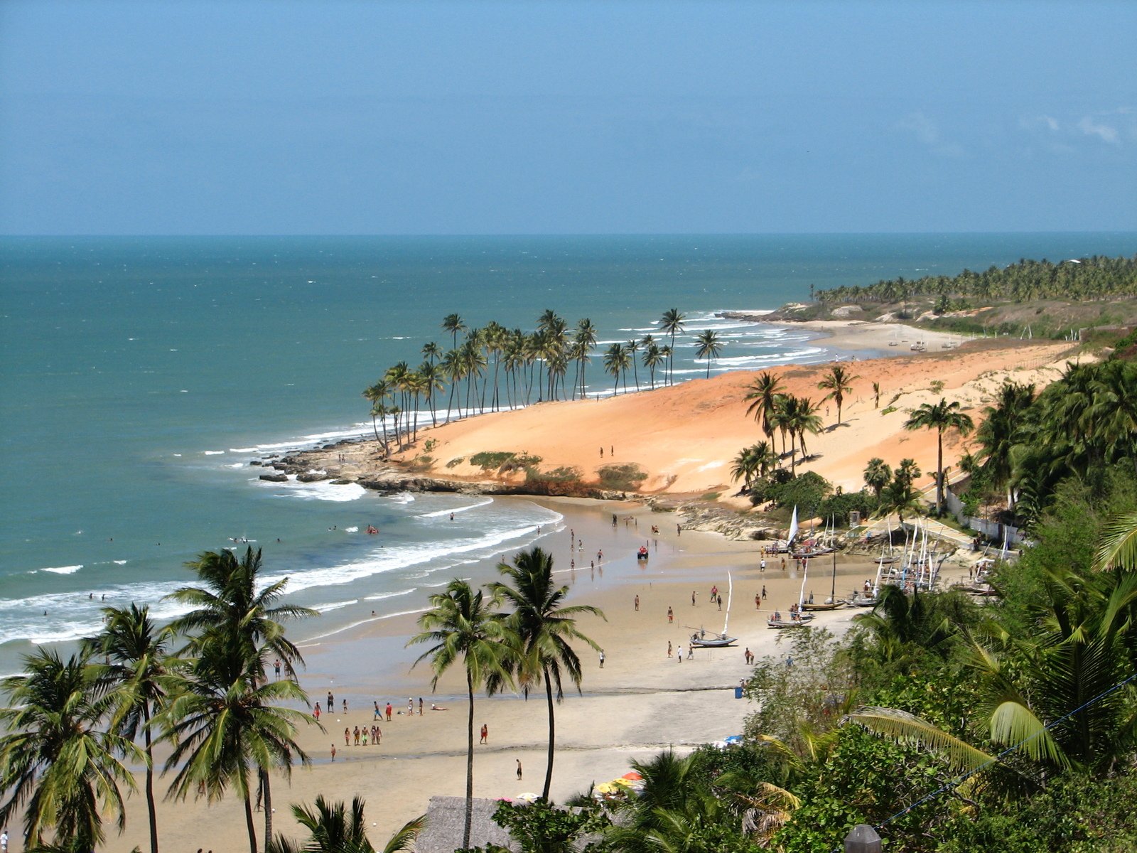 palm trees lining the shoreline of a tropical beach