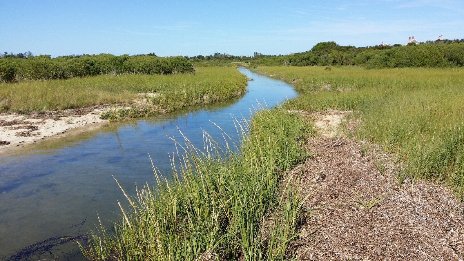 a small river in a marsh with vegetation and shrubs