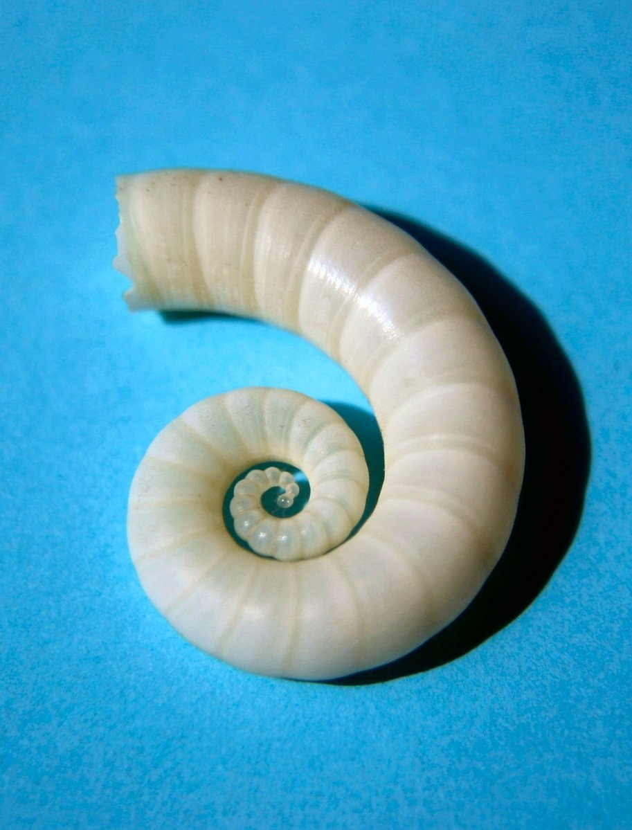 an antler snail sits in the middle of its shell