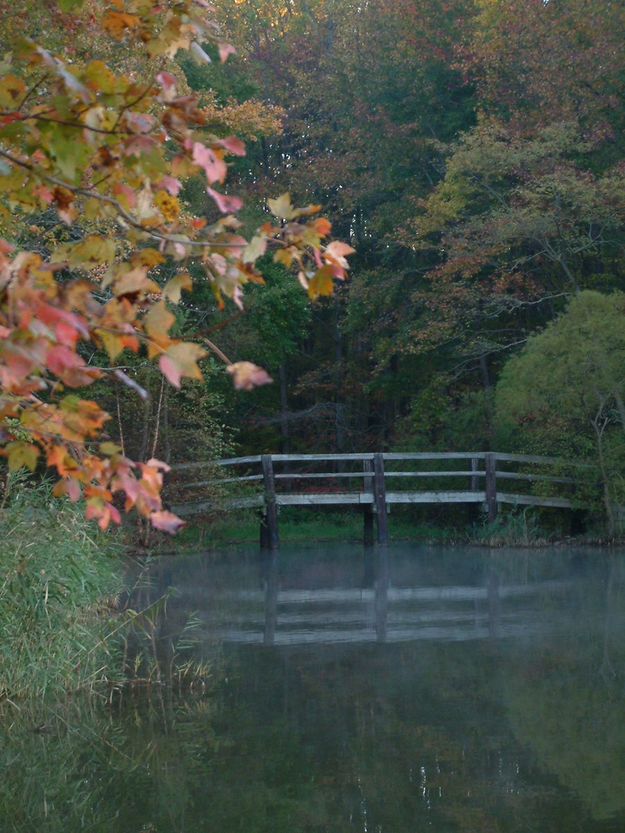 a bridge crosses over a misty pond near a forest