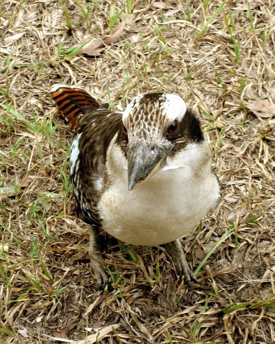 a brown and white bird is laying on the ground