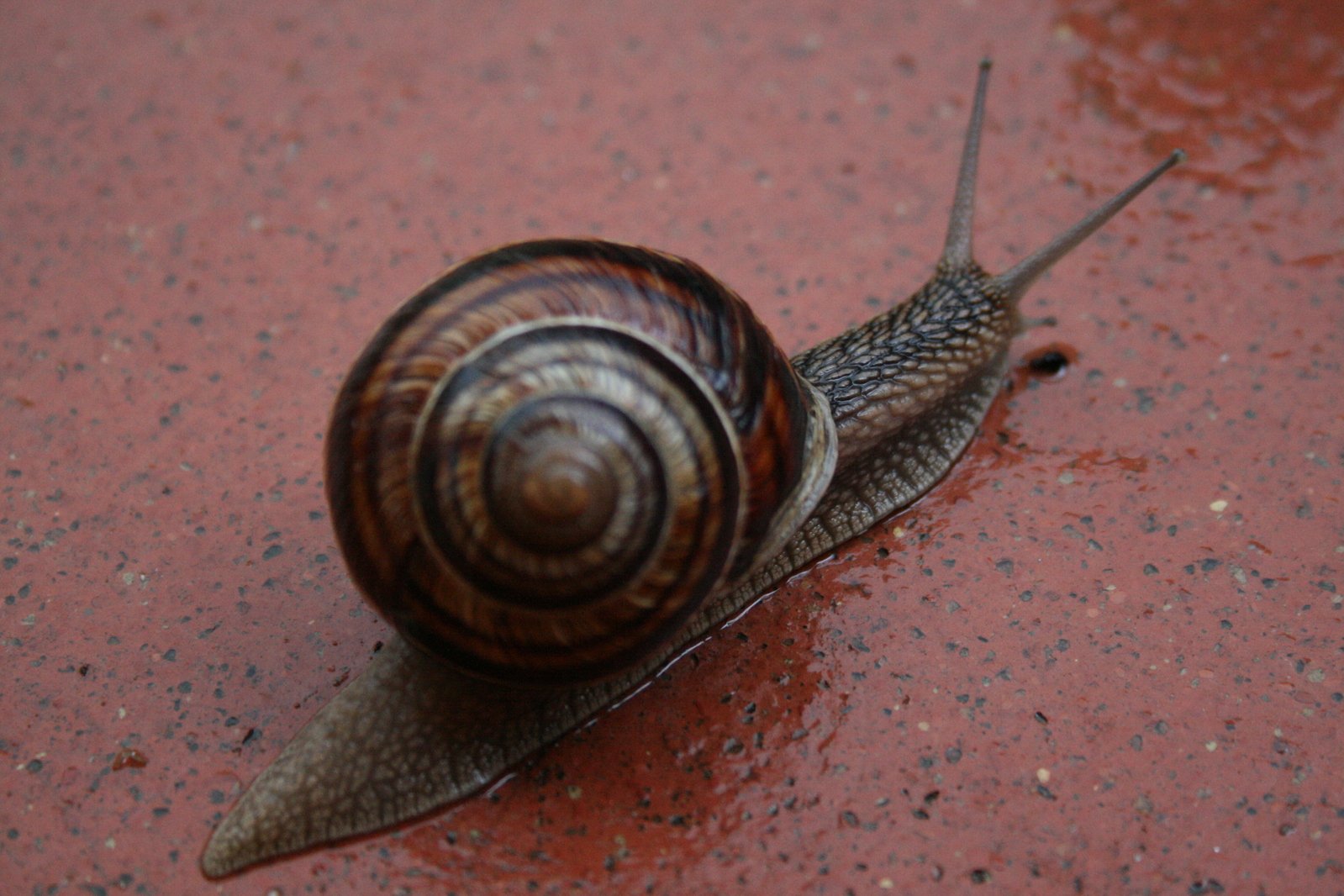 a brown snail is crawling across red dirt