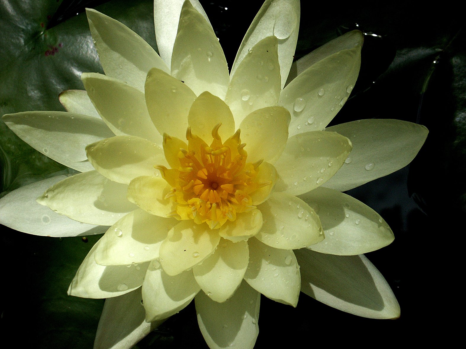 a yellow waterlily flower is floating in the water
