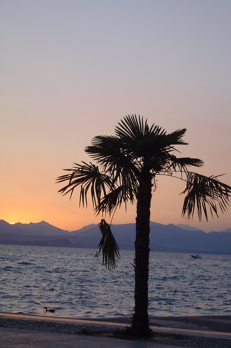 a palm tree and bird are silhouetted against the evening sun at the beach