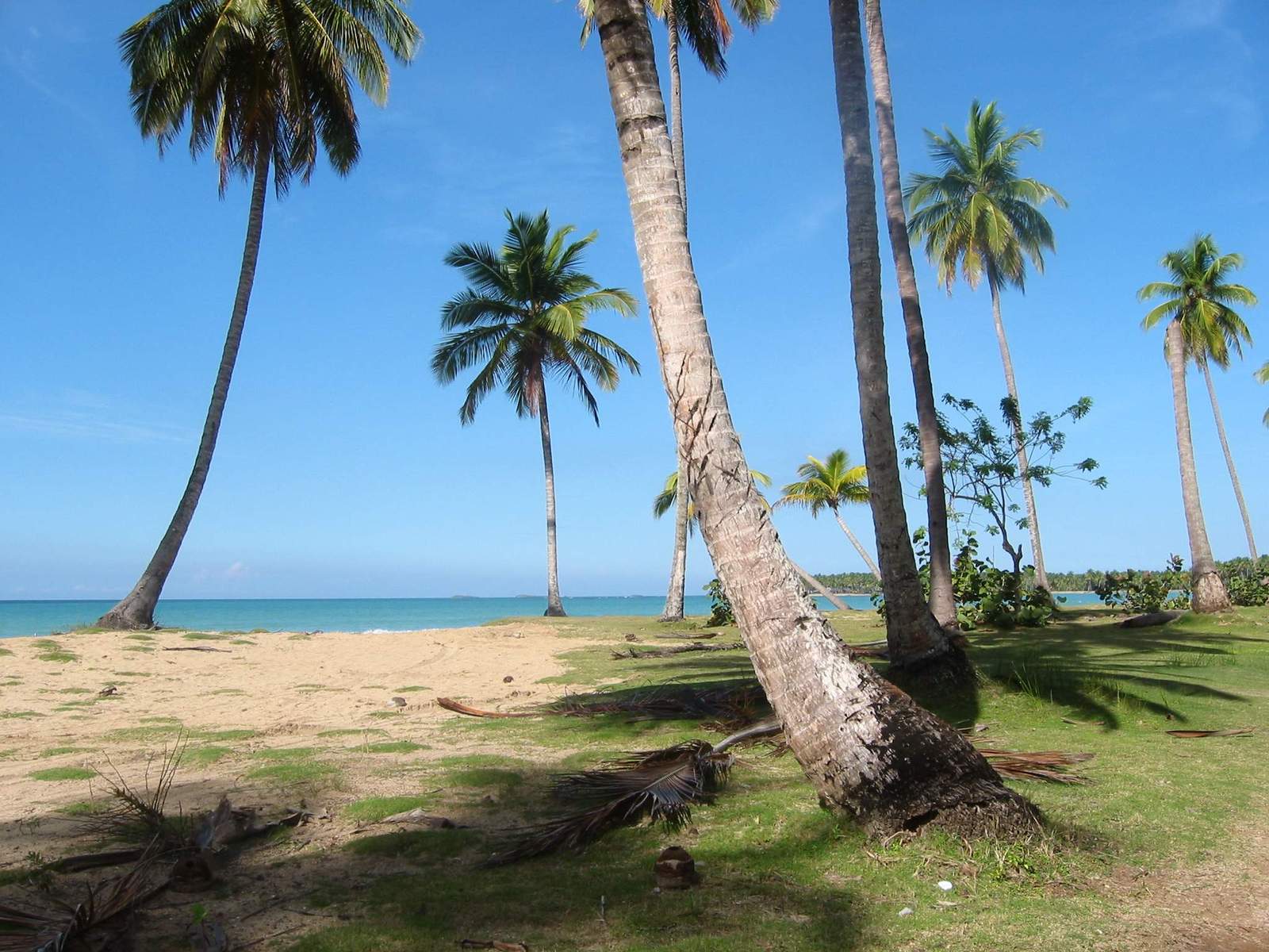 a scenic beach has many palm trees in the foreground