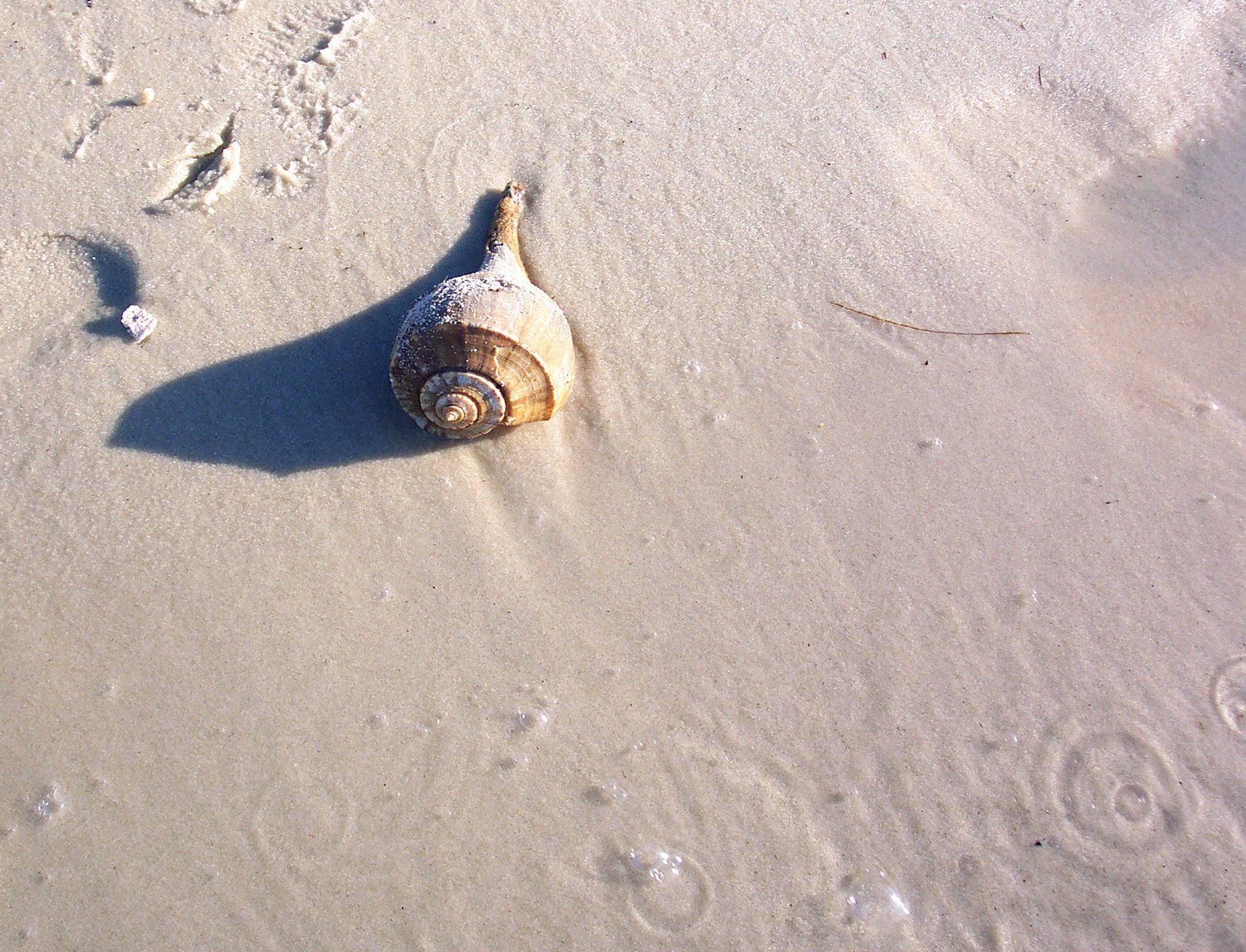 a small white shell is sitting on the sand