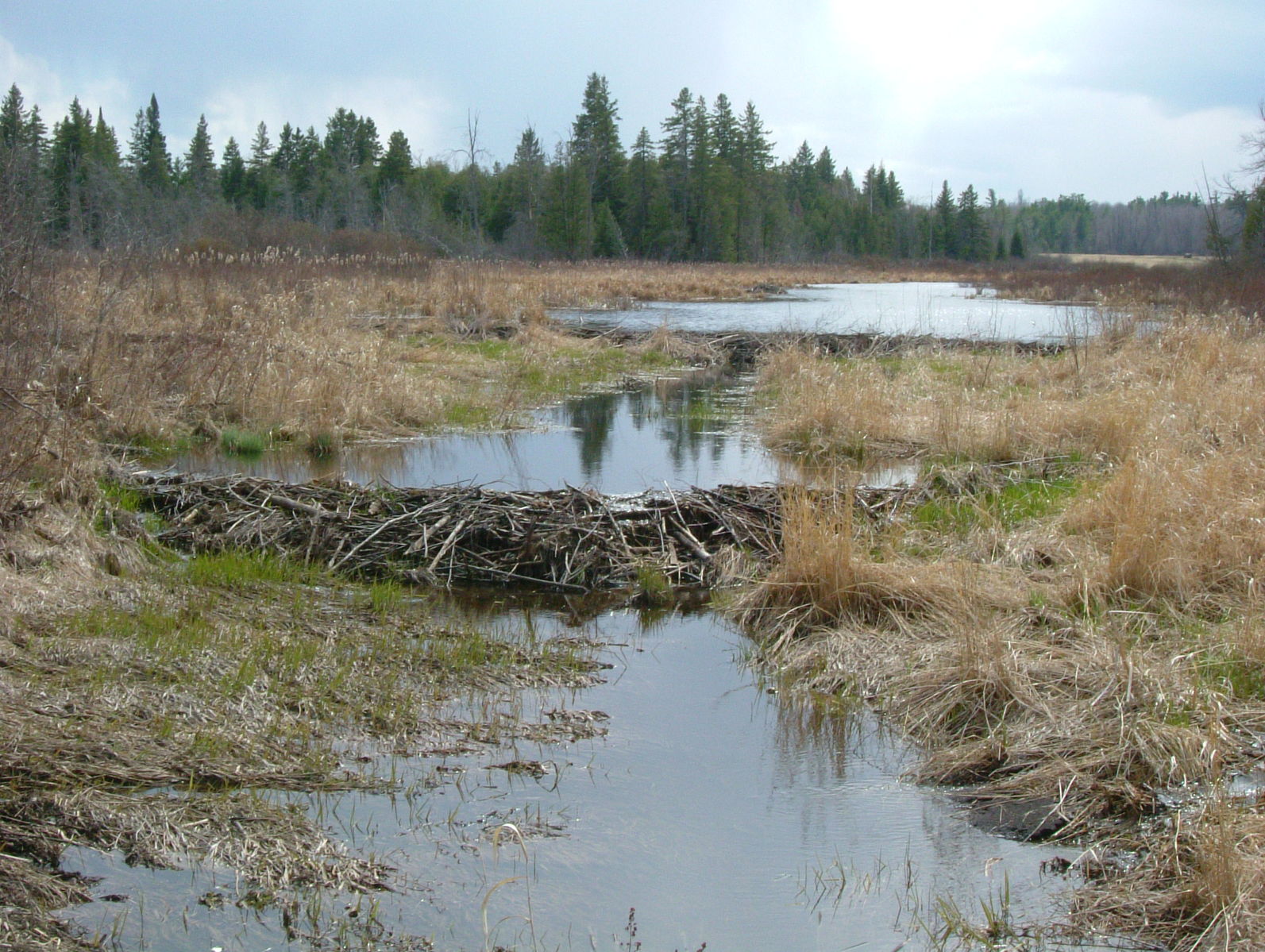 a muddy creek surrounded by grassy field and trees