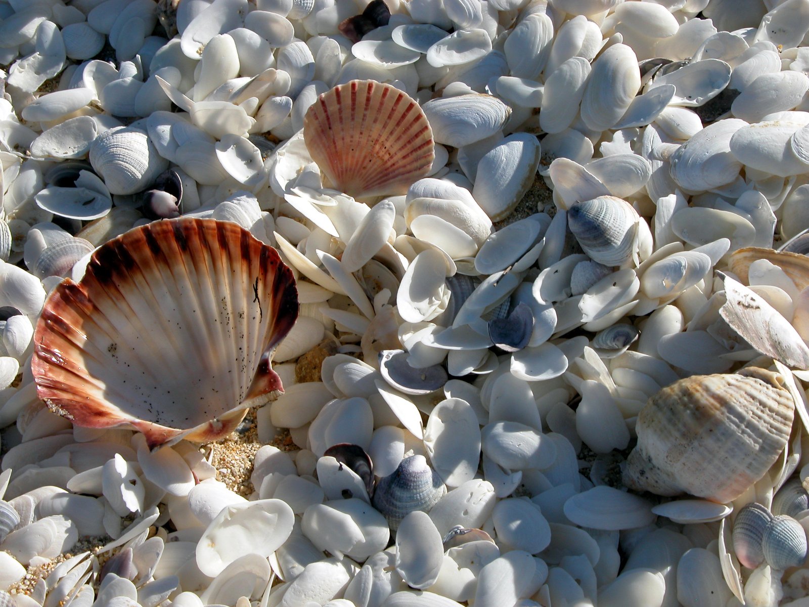 sea shells and starfish fill the ground of the beach