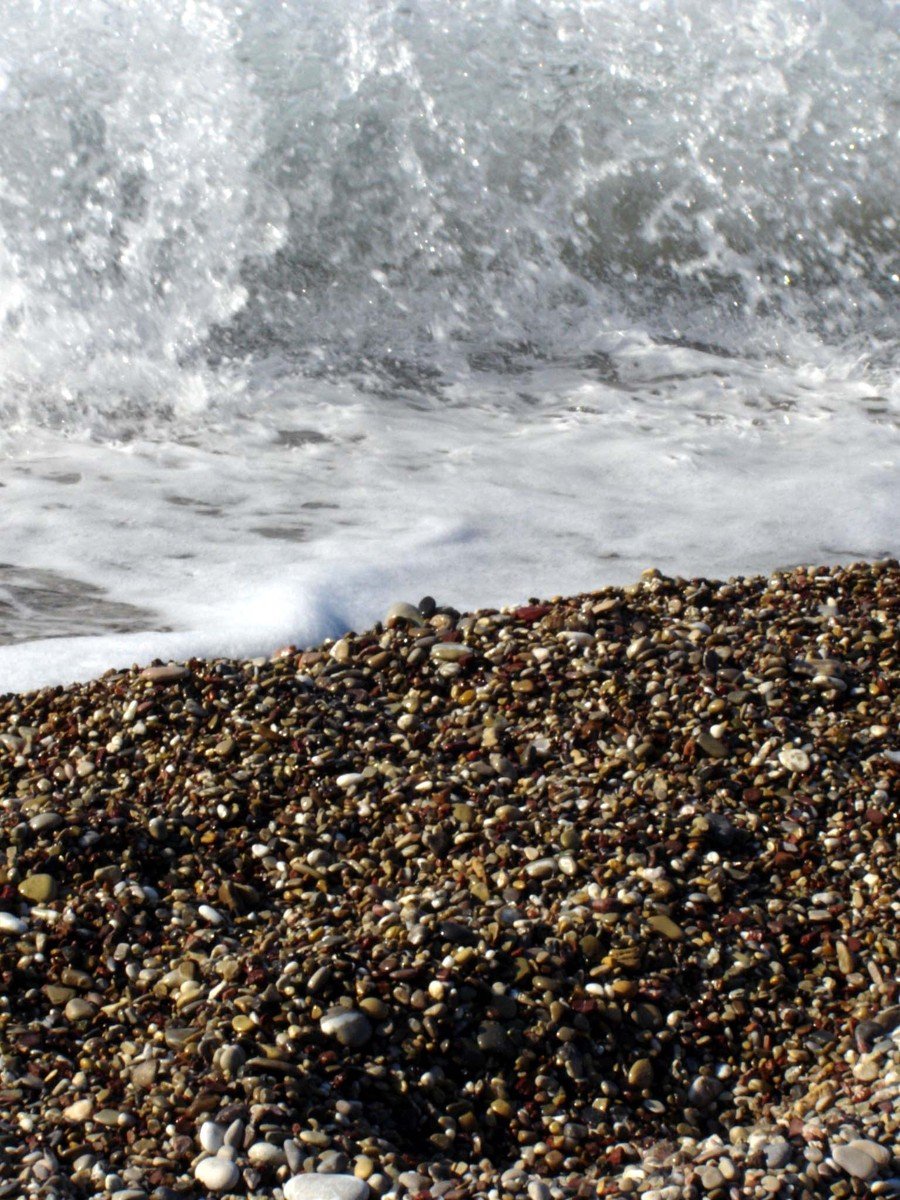 a small ocean animal sitting on top of some rocks