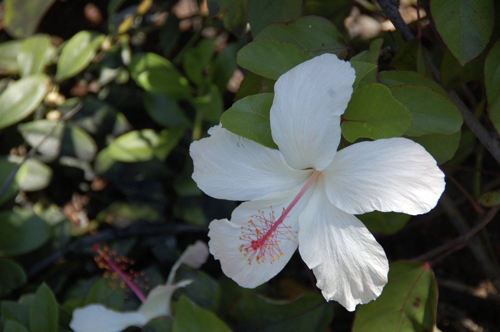 a white flower sitting in the middle of a field