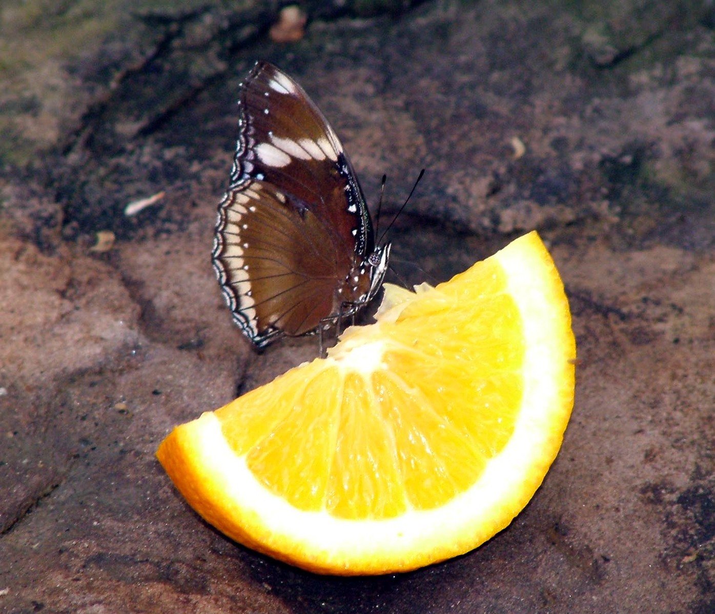 there is a erfly sitting on a half eaten lemon slice