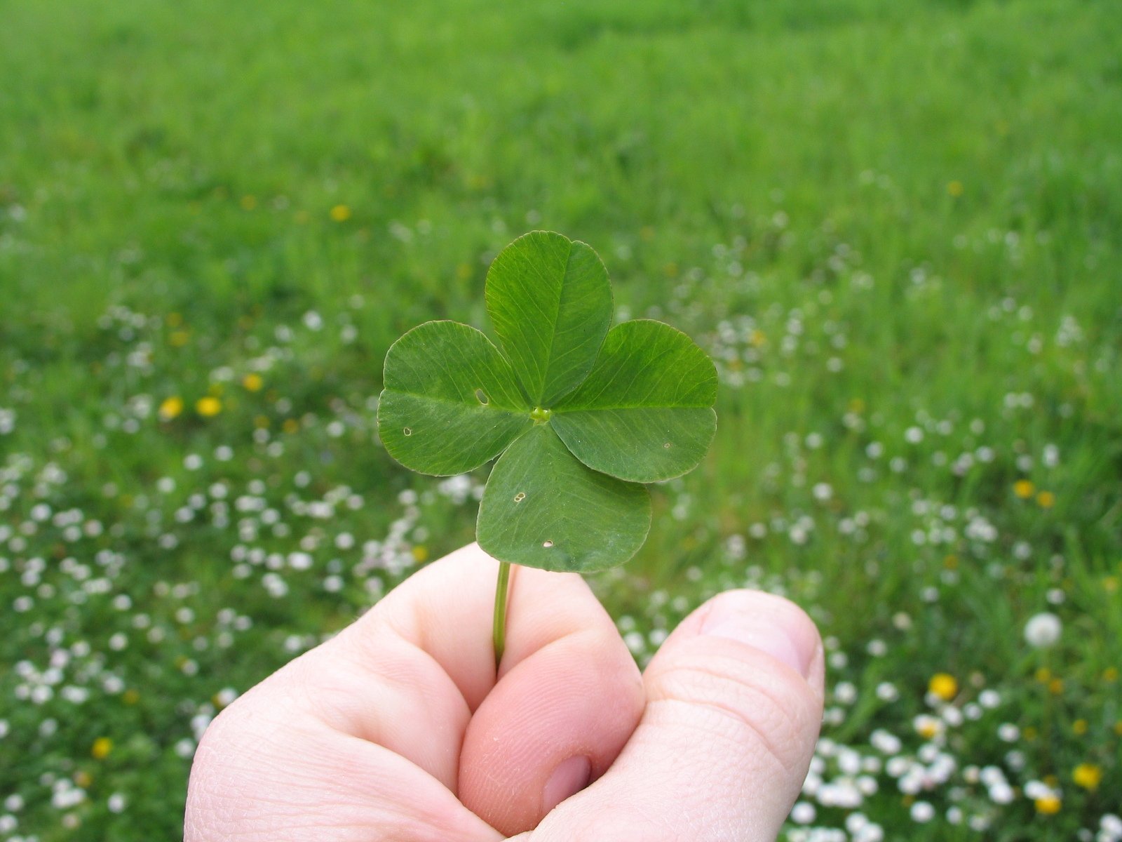 the small leaf of the four - leafed clover is visible from the palm