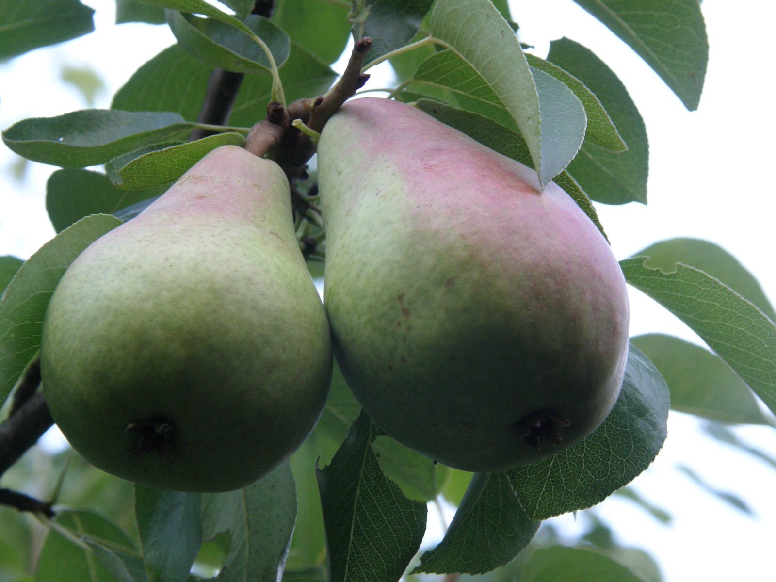several green pears on a tree nch with some leaves