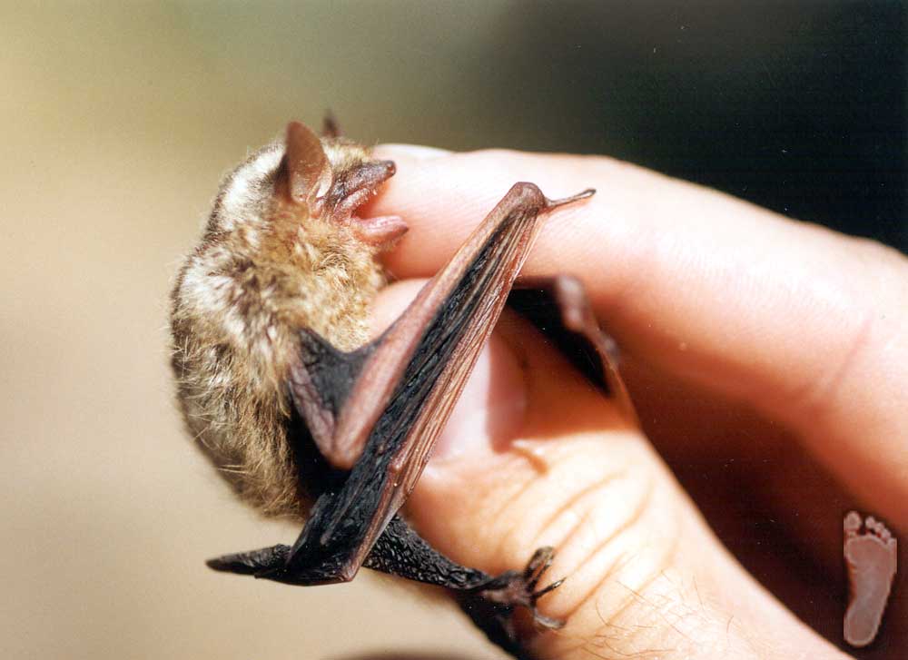 small bat sitting on someones palm holding it