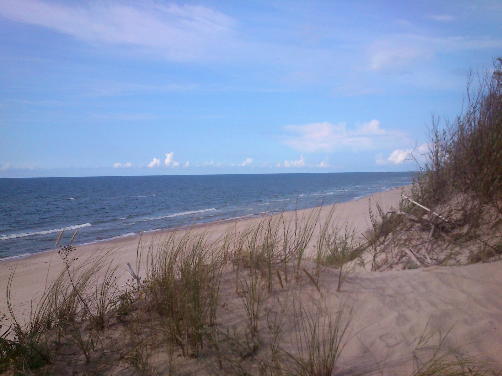 tall grass growing on a beach near the ocean