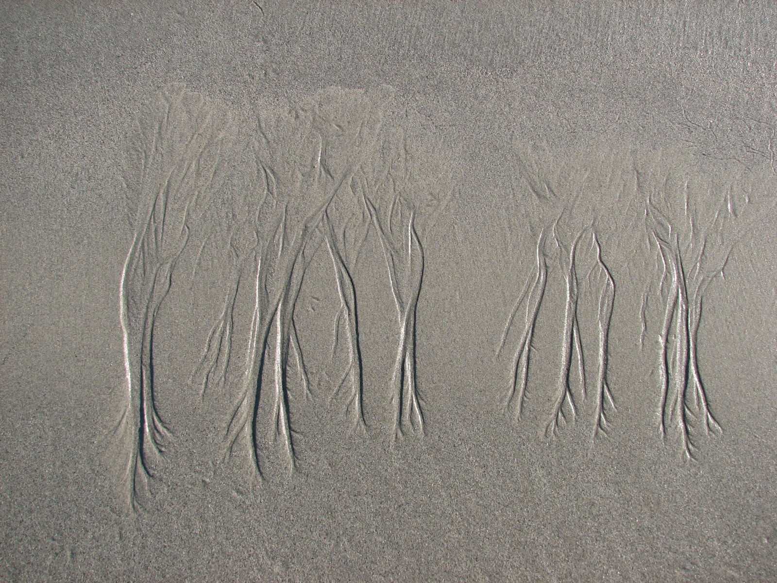 a group of plants sprouting in sand next to the ocean