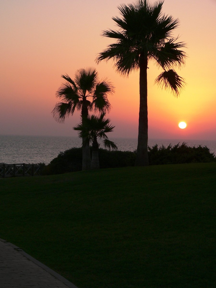 a group of palm trees are seen in this sunset scene