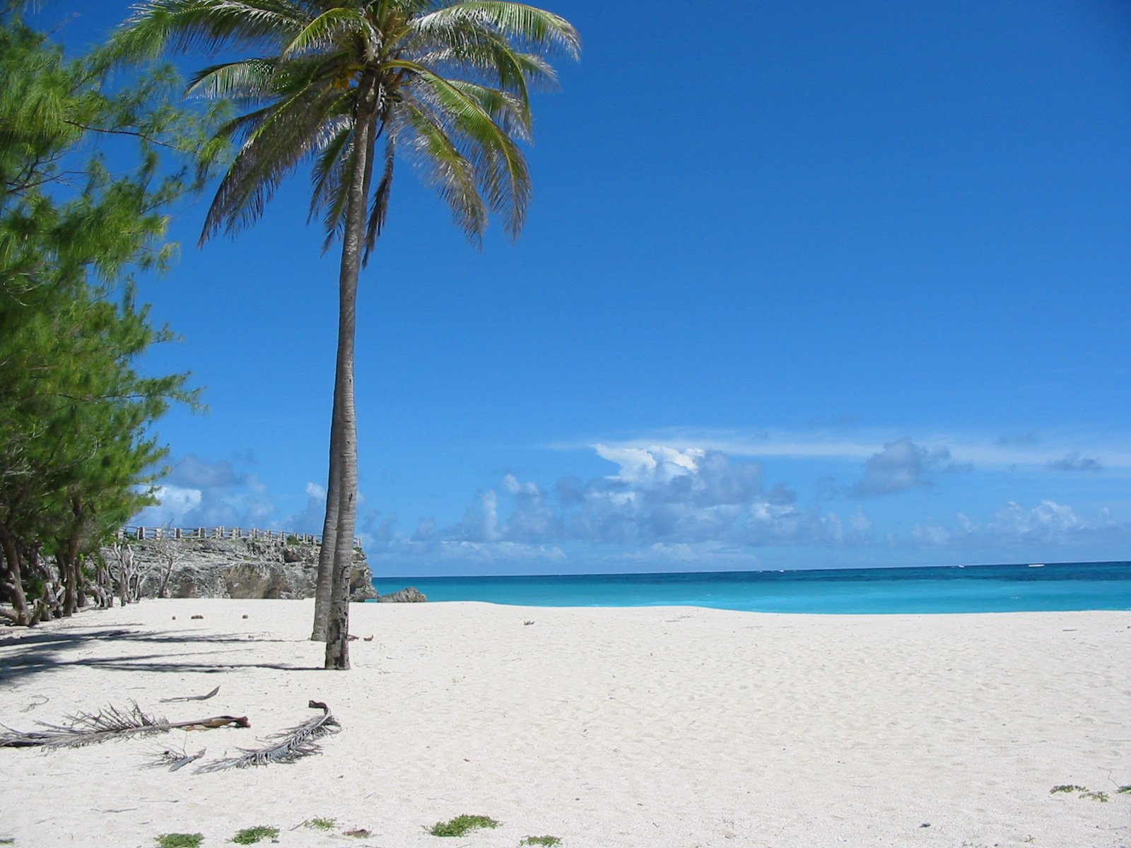 a palm tree on the sandy beach near the ocean