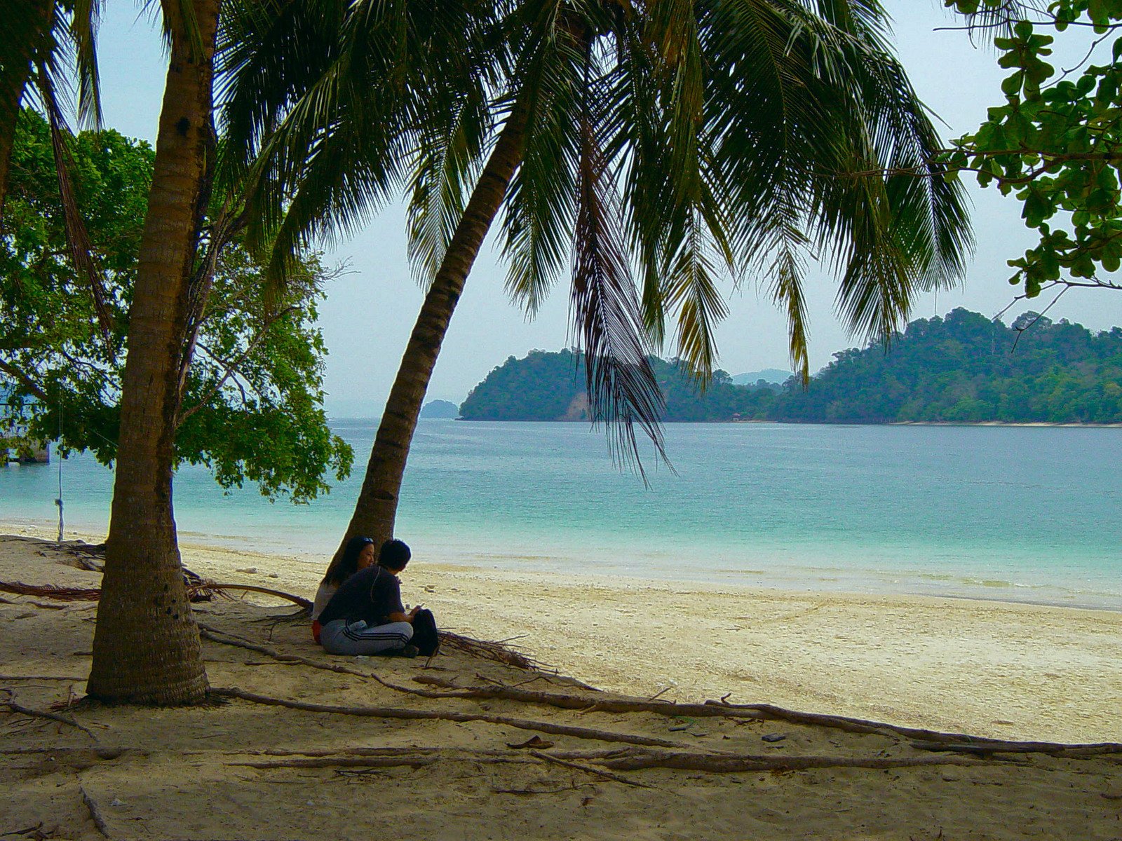 a woman sits beneath a tree on a beach