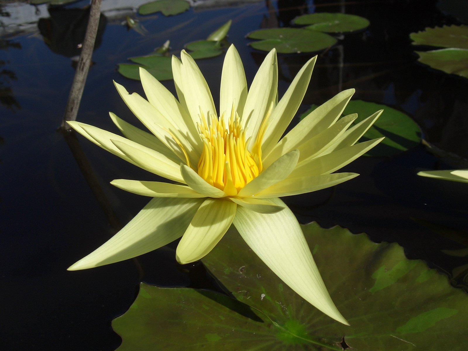 a yellow water lily with large leaves in the water