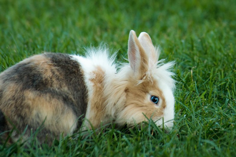 there is a small rabbit that has been named the bunny