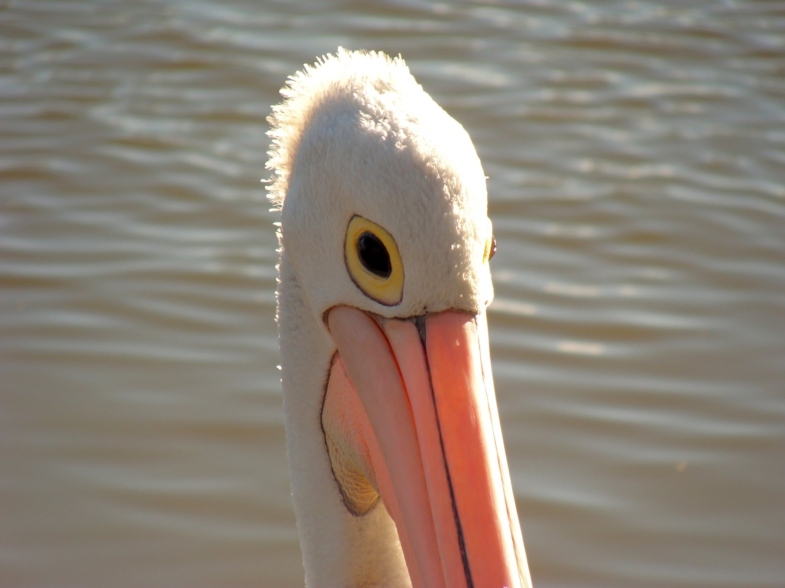 a white bird with yellow eyes and a long bill